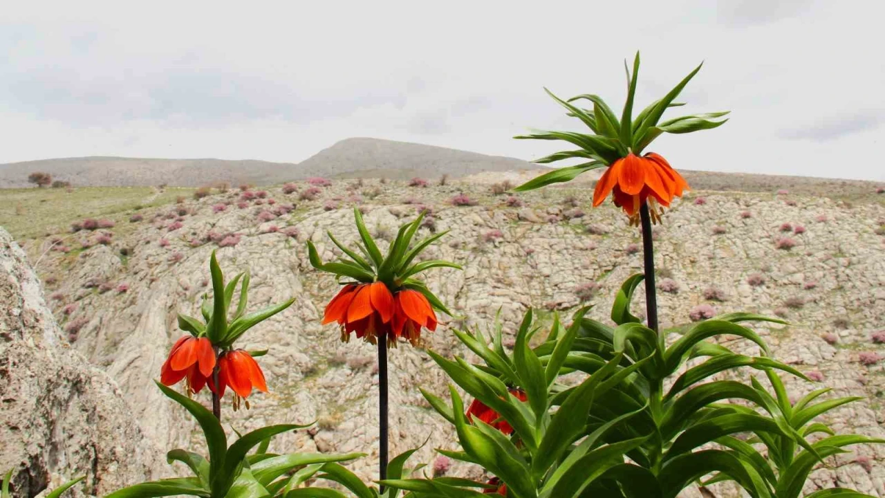 Afşinde ters laleler açtı: Koparana 700 bin TL ceza