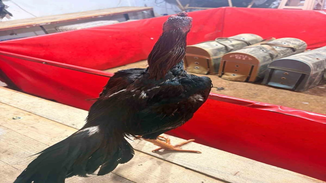 Alanyada horoz dövüşüne jandarma baskını: 11 kişiye 143 bin TL ceza