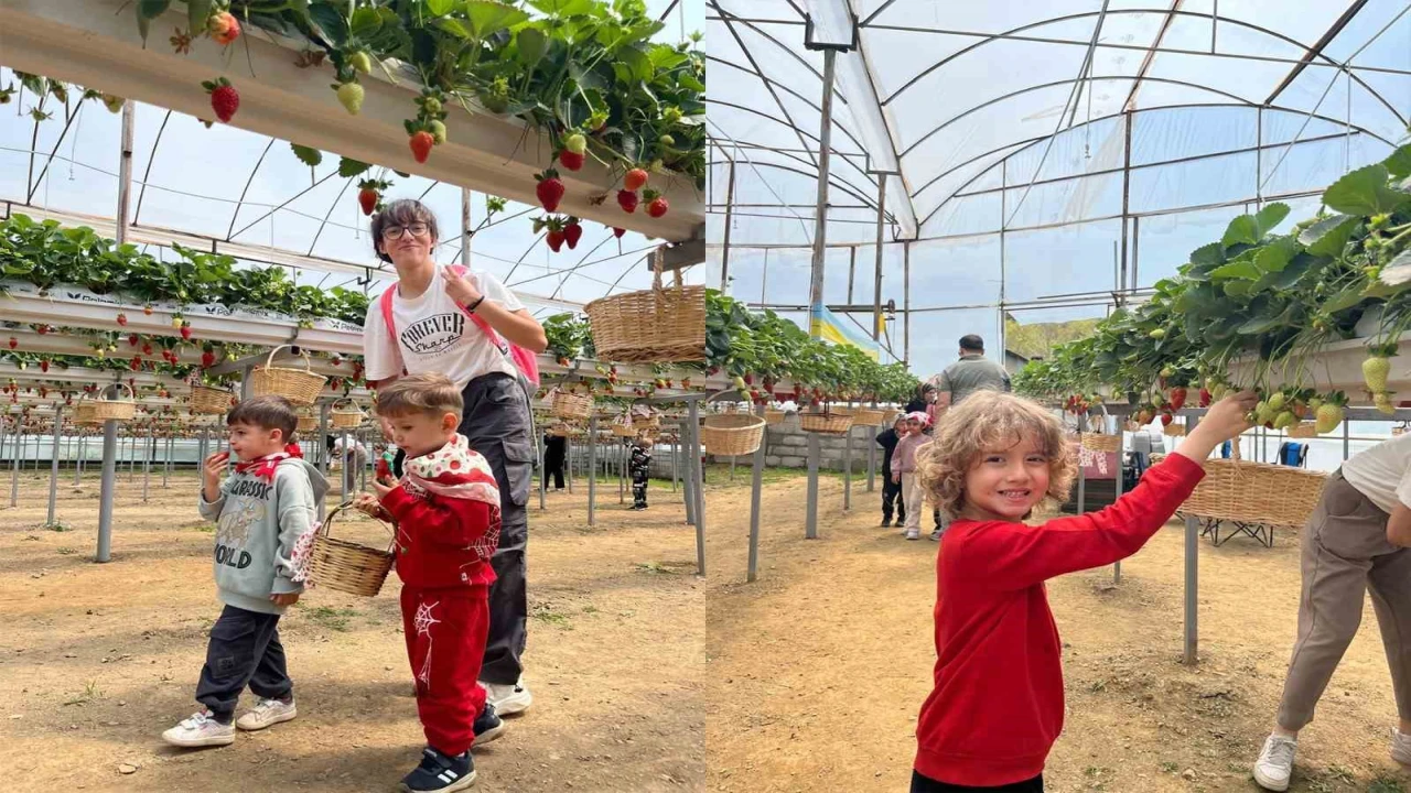 ALKÜlü minikler fidan dikip çilek topladı