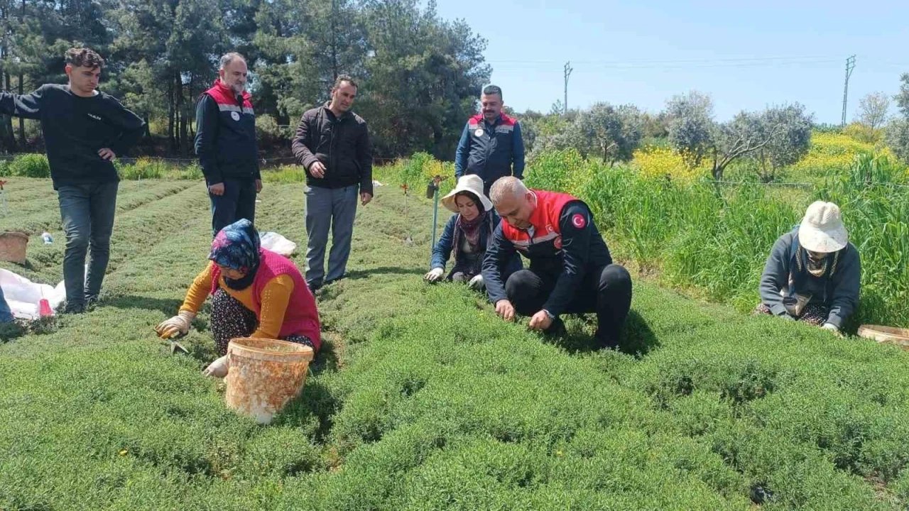 Altınözünde zahter hasadı başladı