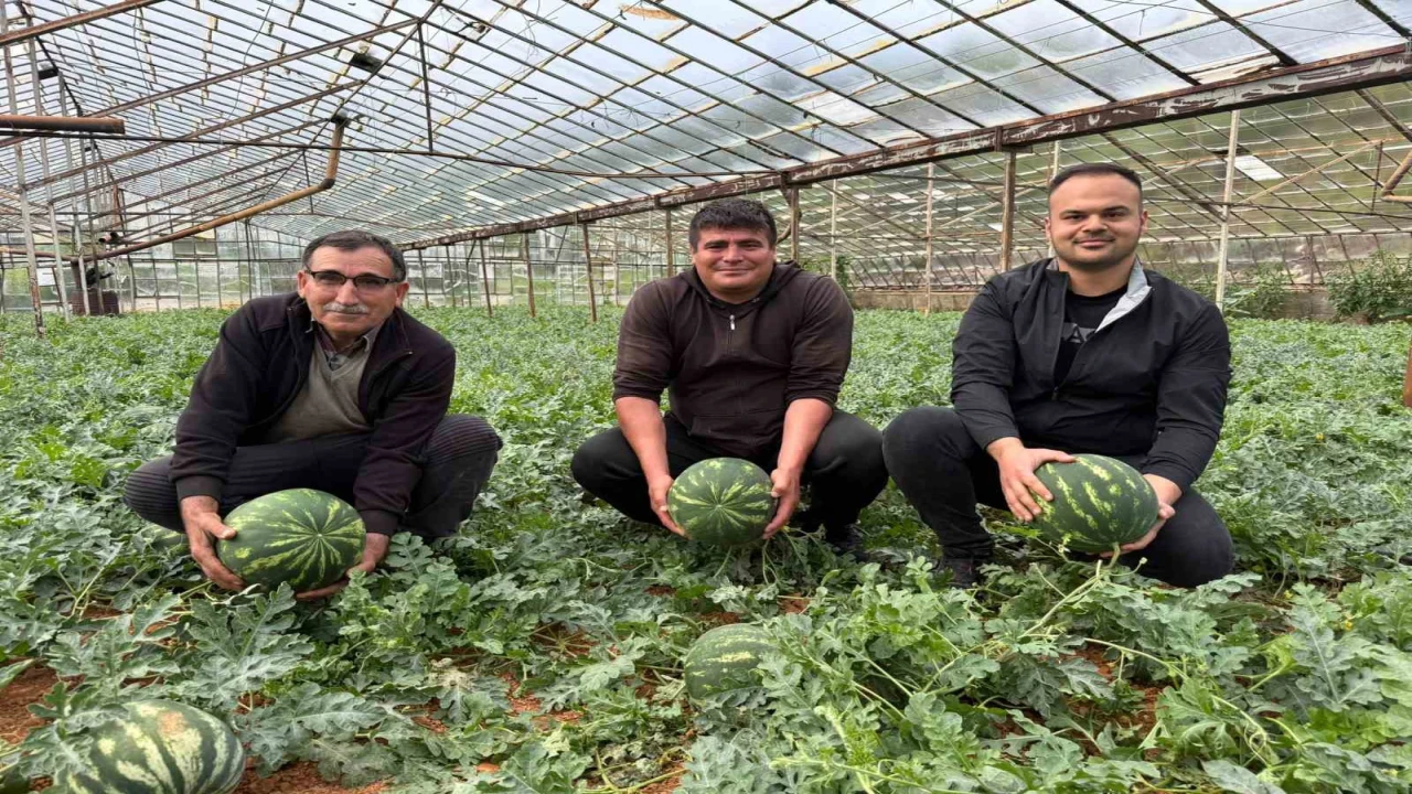 Antalyada kış karpuzu hasadı için geri sayım başladı