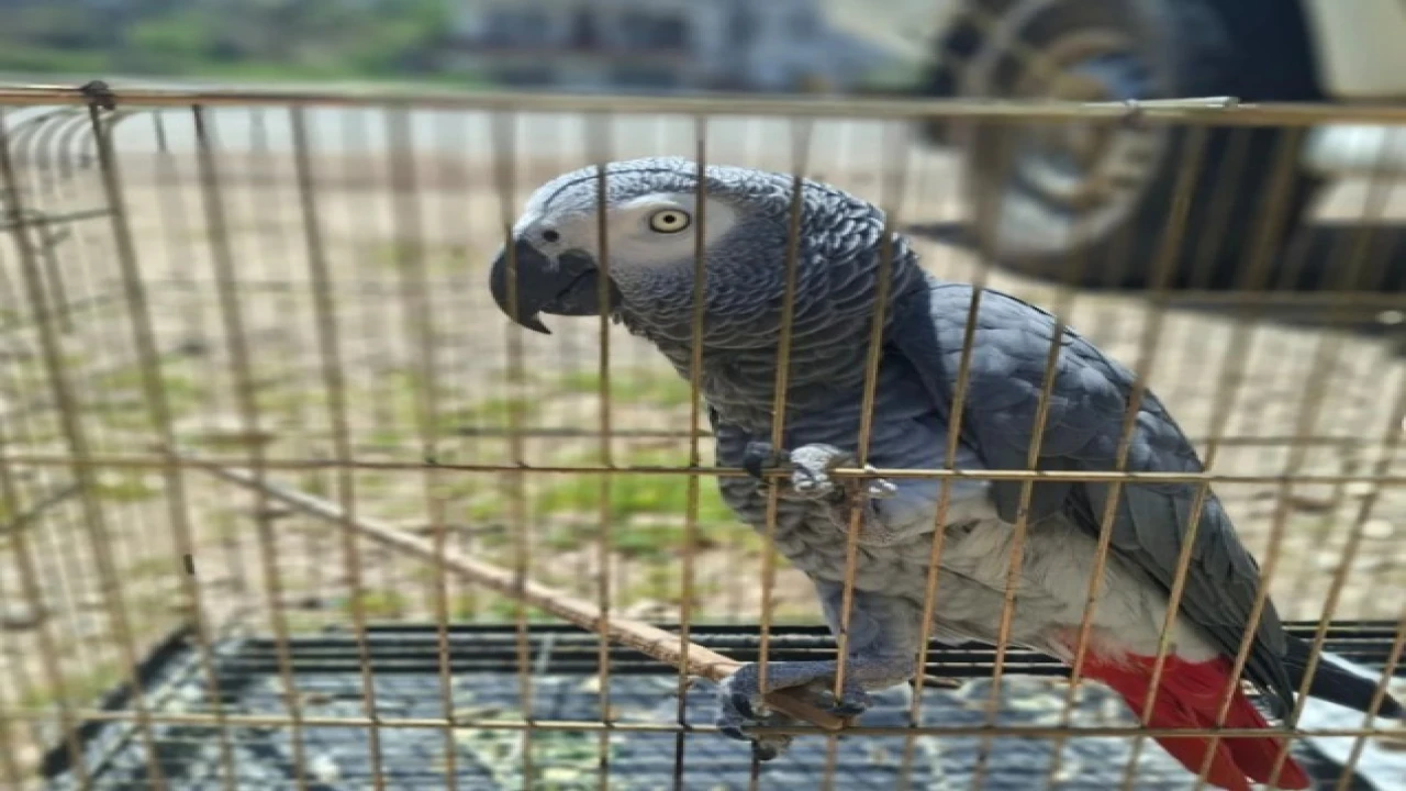 Antalyada belgesiz papağan bulunduran işletme sahibine 15 bin TL ceza