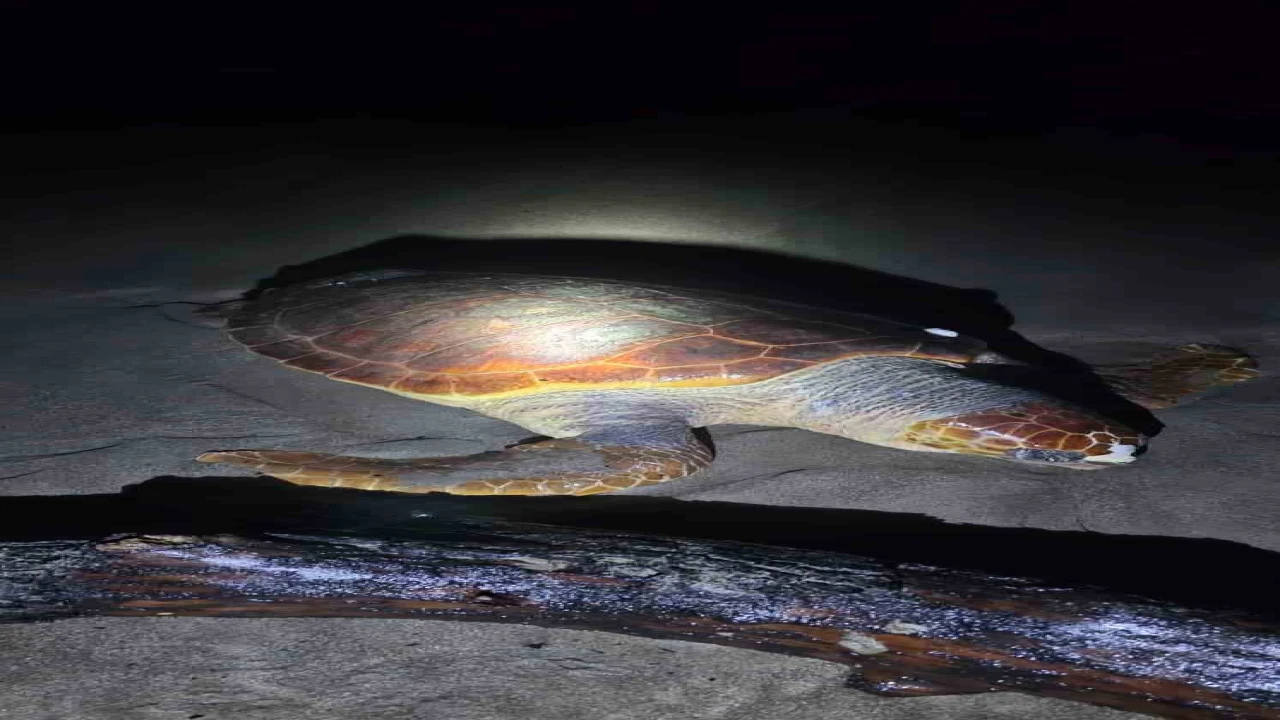 Antalyada sahilde dev caretta caretta ölü bulundu