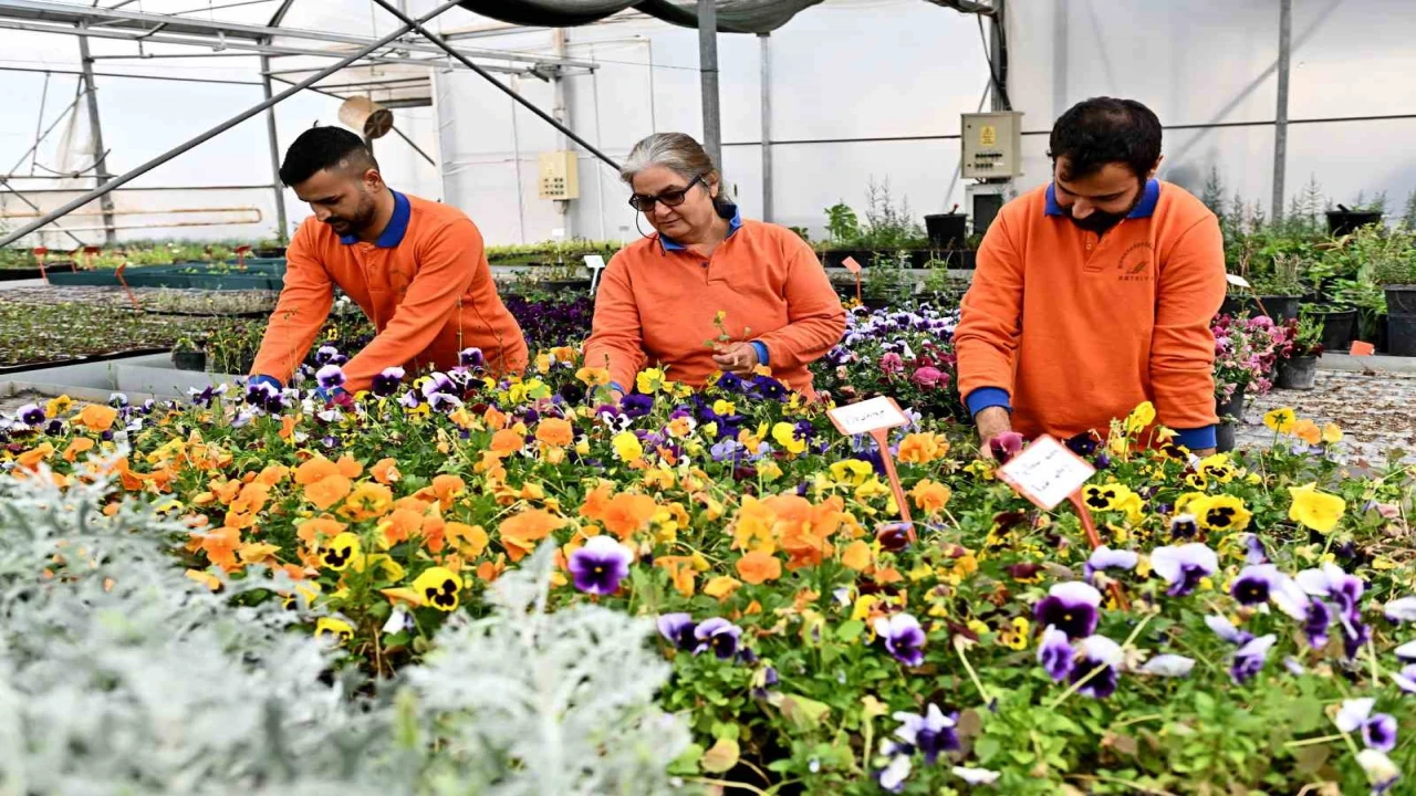 Çiçek Desenleri Günleri için 130 bin dal çiçek yetiştiriliyor