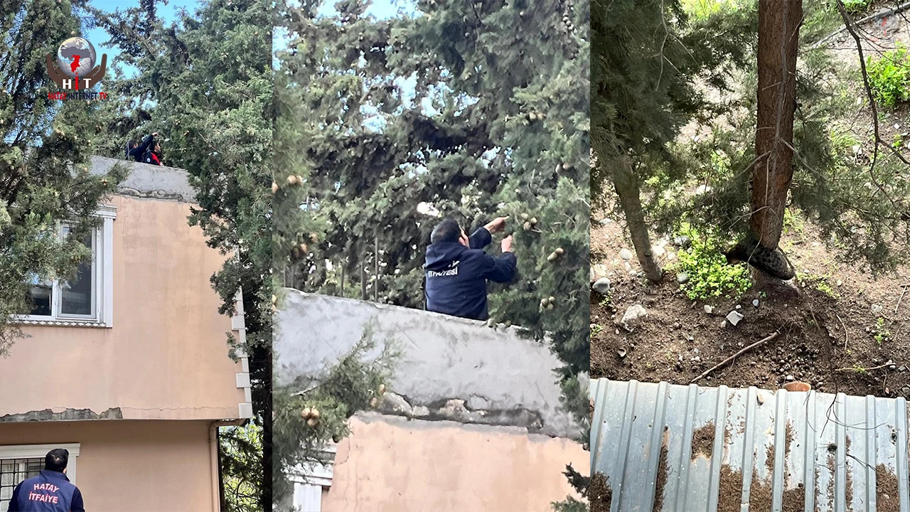 Defnede ağaçta mahsur kalan kediyi itfaiye kurtardı