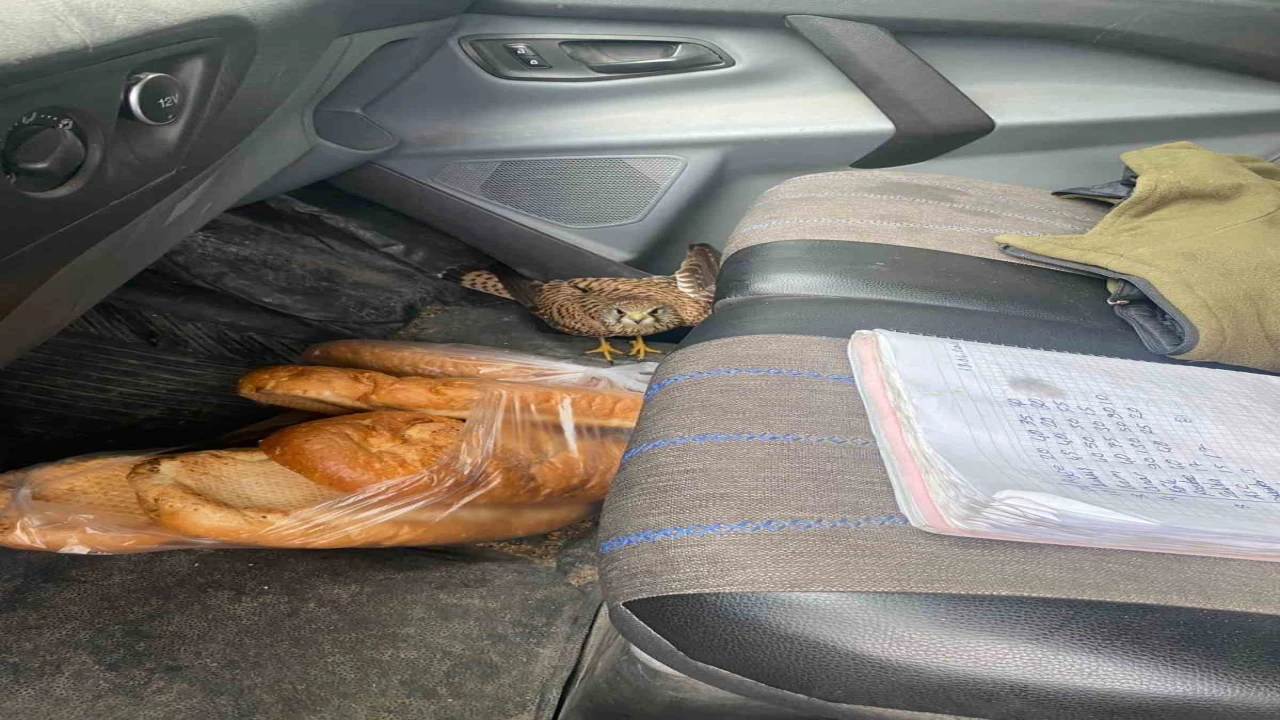 Dörtyolda yaralı atmaca araca sığındı