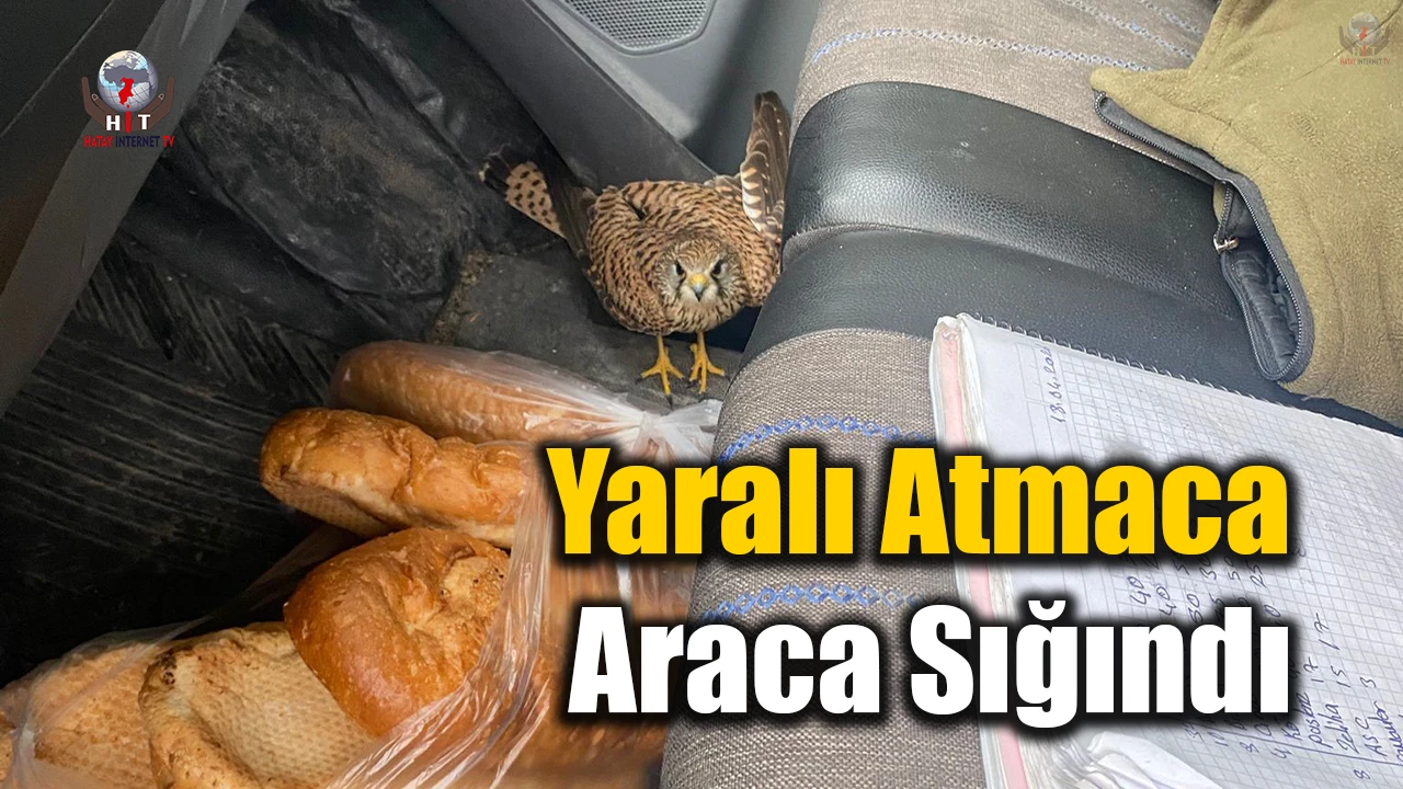 Dörtyolda yaralı atmaca araca sığındı