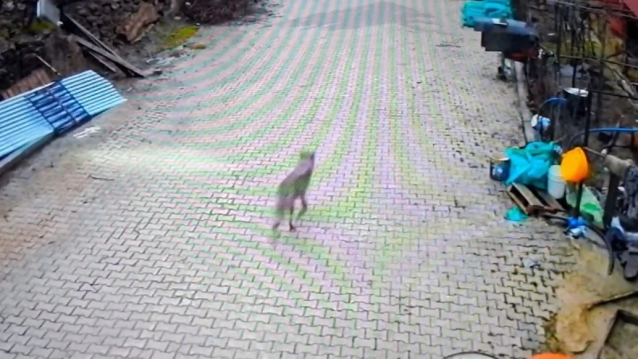 Fekede yerleşim alanına inen kurt görüntülendi