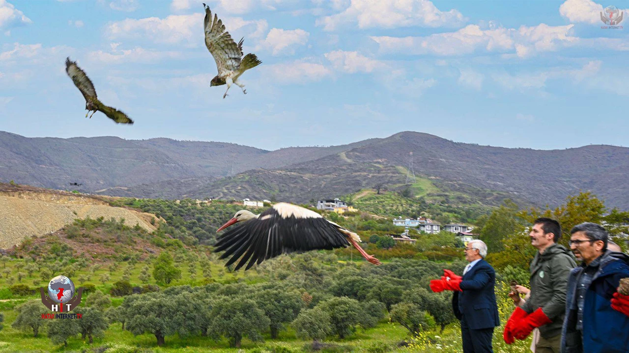 Hatay MKÜ’de tedavi Edilen 10 Yabani Kuş Özgürlüğüne Kavuştu