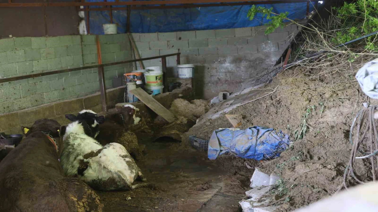 Hatayda heyelanda önü toprakla dolan ahırda hayvanlar mahsur kaldı