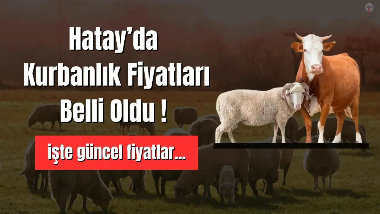 Hatay’da kurbanlık fiyatları belli oldu