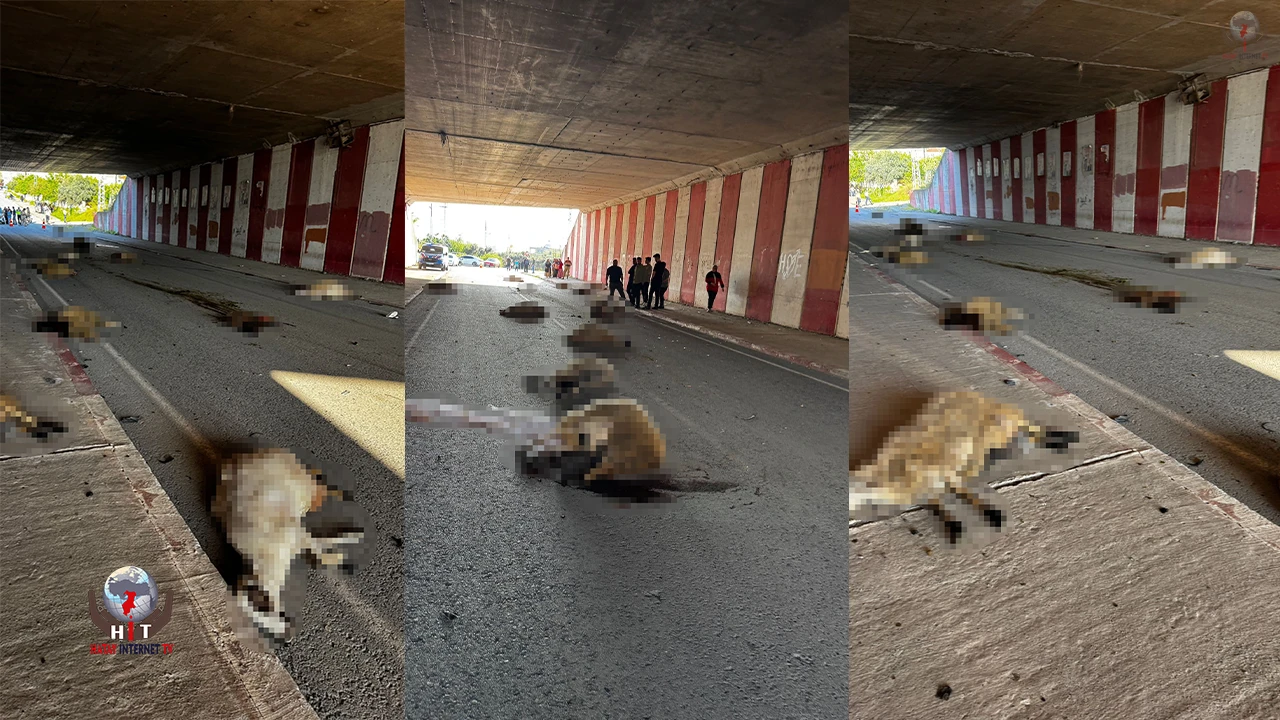 Hatay'da Otomobil Koyun Sürüsüne Daldı, 17 koyun telef oldu