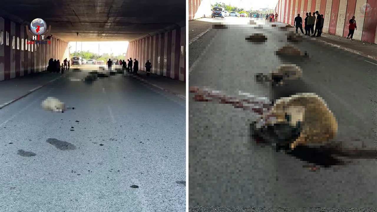 Hatay'da otomobilin çarptığı sürüdeki 17 koyun öldü