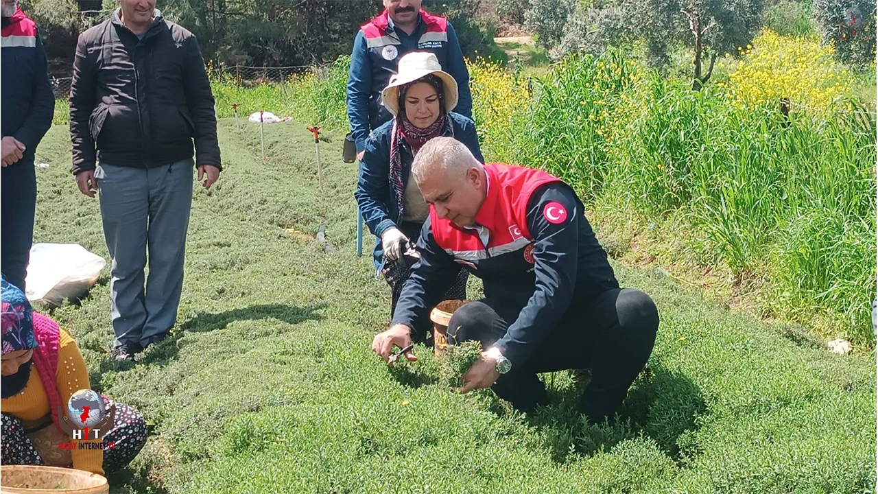 İL MÜDÜRÜ TÜRKMEN ZAHTER HASAT ETTİ