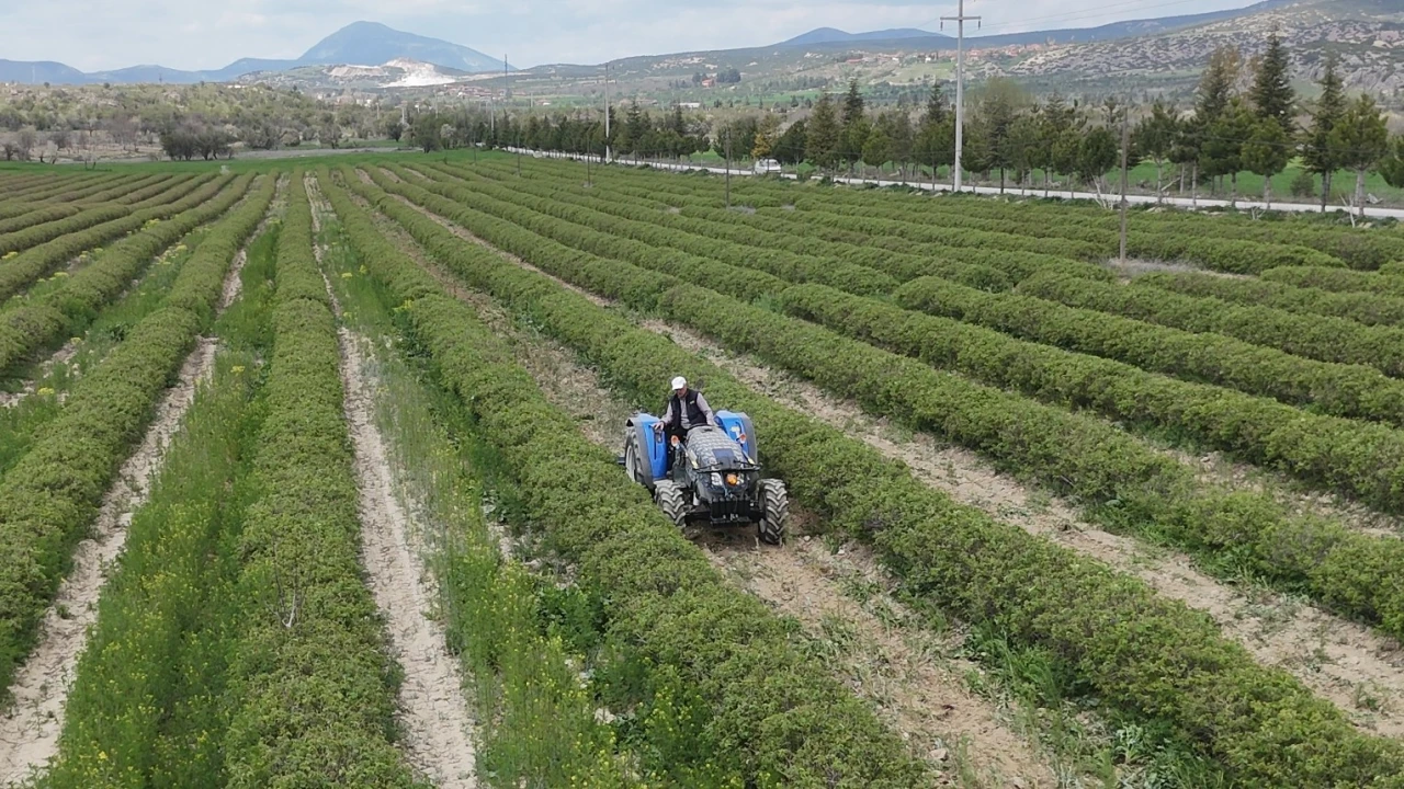 Ispartada gül hasadı öncesi umutlar arttı: 13 bin ton rekolte bekleniyor