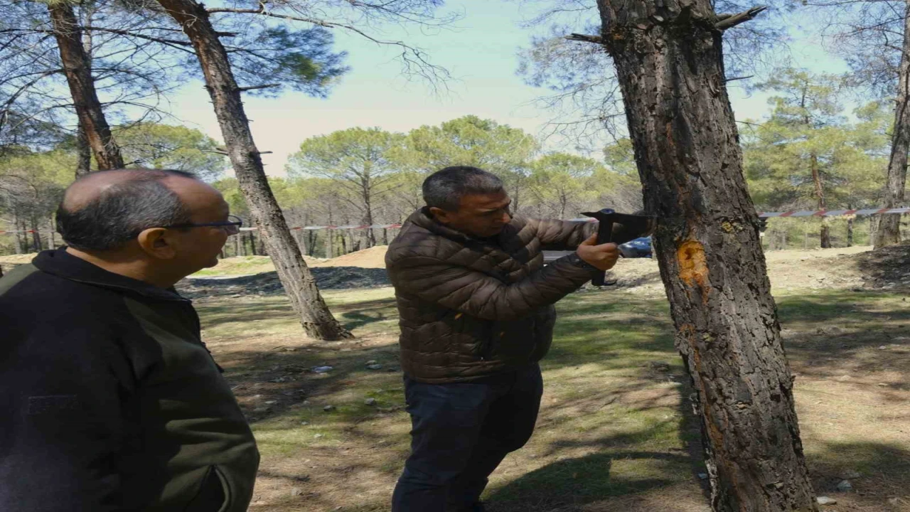 Kahramanmaraşta orman zararlılarına karşı mücadele sahada incelendi