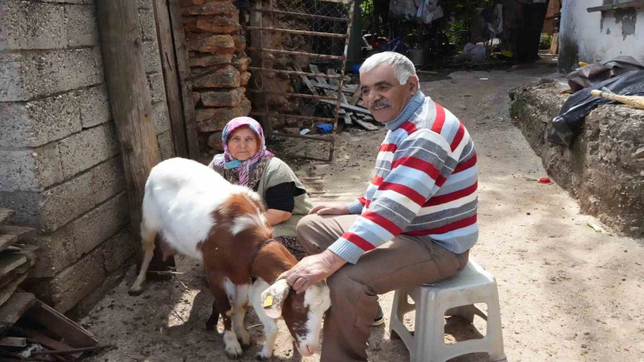 Keçileriyle ömür geçirdiler, şikayetle yıkıldılar: Uykularımız kaçtı