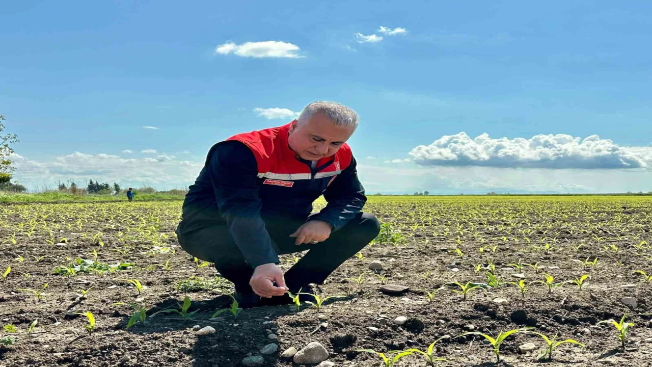 Kırıkhanda mısır ekili alanlar incelendi