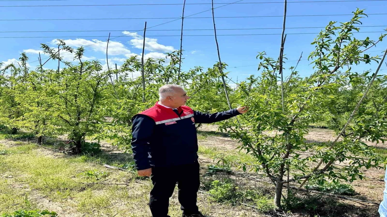 Kırıkhanda şeftali bahçeleri incelendi