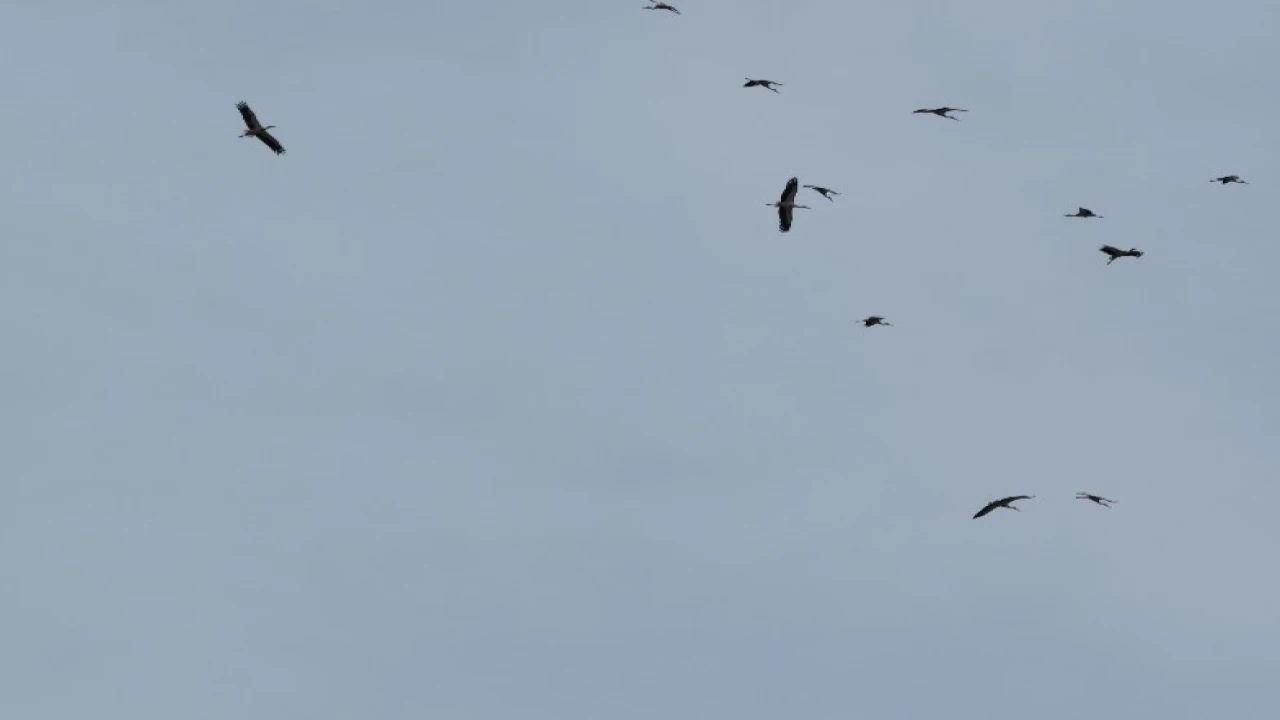 Kozan semalarında leyleklerin göç yolculuğu mest etti