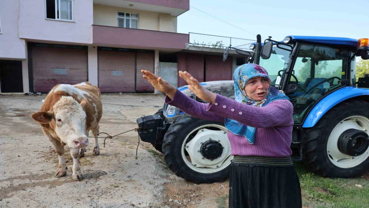 Kozandaki selde hayvanları telef olan kadın: Bir anda sel geldi, ahırın üstünü aştı