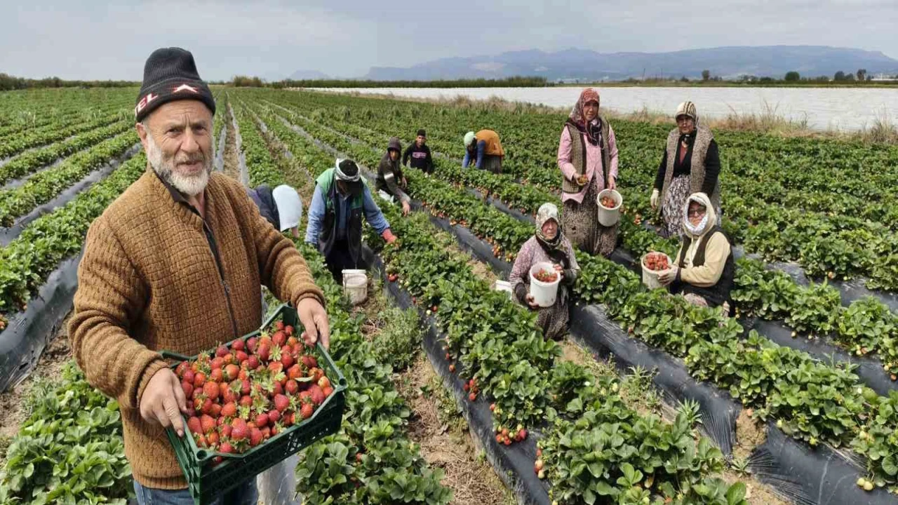 Mersinde açıkta çilek hasadı başladı: İç pazarda kilogramı 65 ile 75 TL arasında