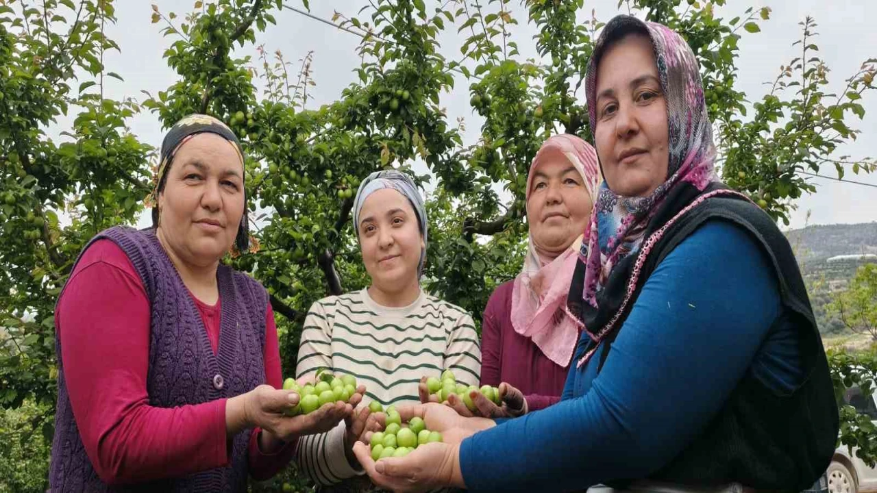 Mersinde açıkta erik hasadı başladı, fiyatı 200 TLye kadar düştü