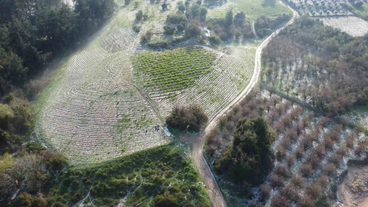 Mersinde misket büyüklüğünde dolu etkili oldu: Orman ve bahçeler beyaza büründü