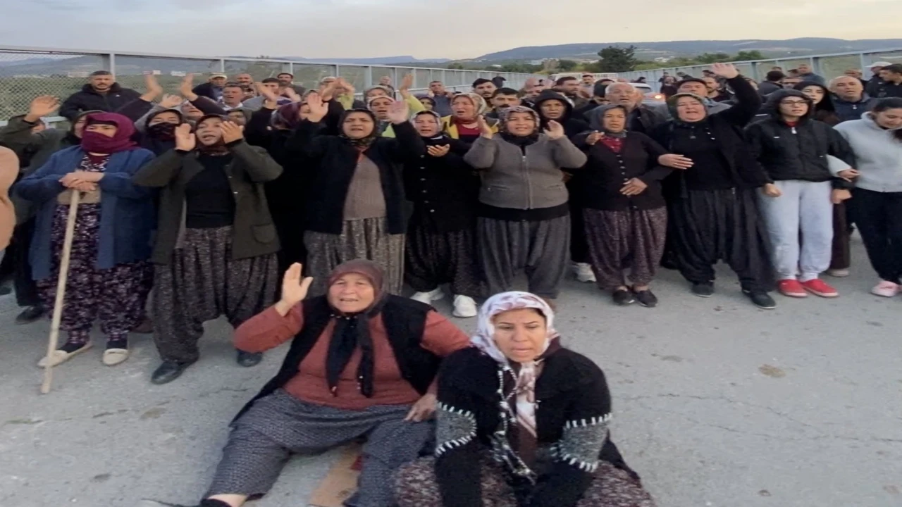 Mersinde ormanlık alana ekili narenciye bahçelerinin kaldırılması kararına tepki