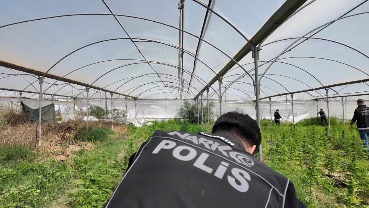 Mersinde seraya baskın: Binlerce kök Hint keneviri ele geçirildi