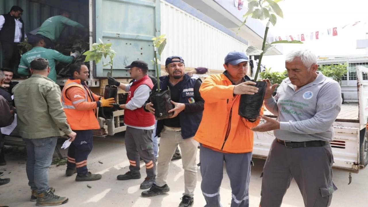 Mersinde üreticiye avokado fidanı ve destek dağıtımı