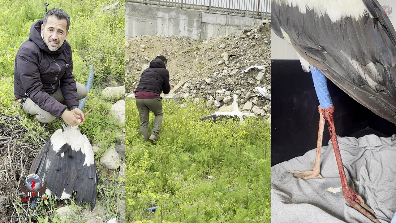 Saçmaların hedefi olan leyleğe kuş gözlemcisinden ilk yardım
