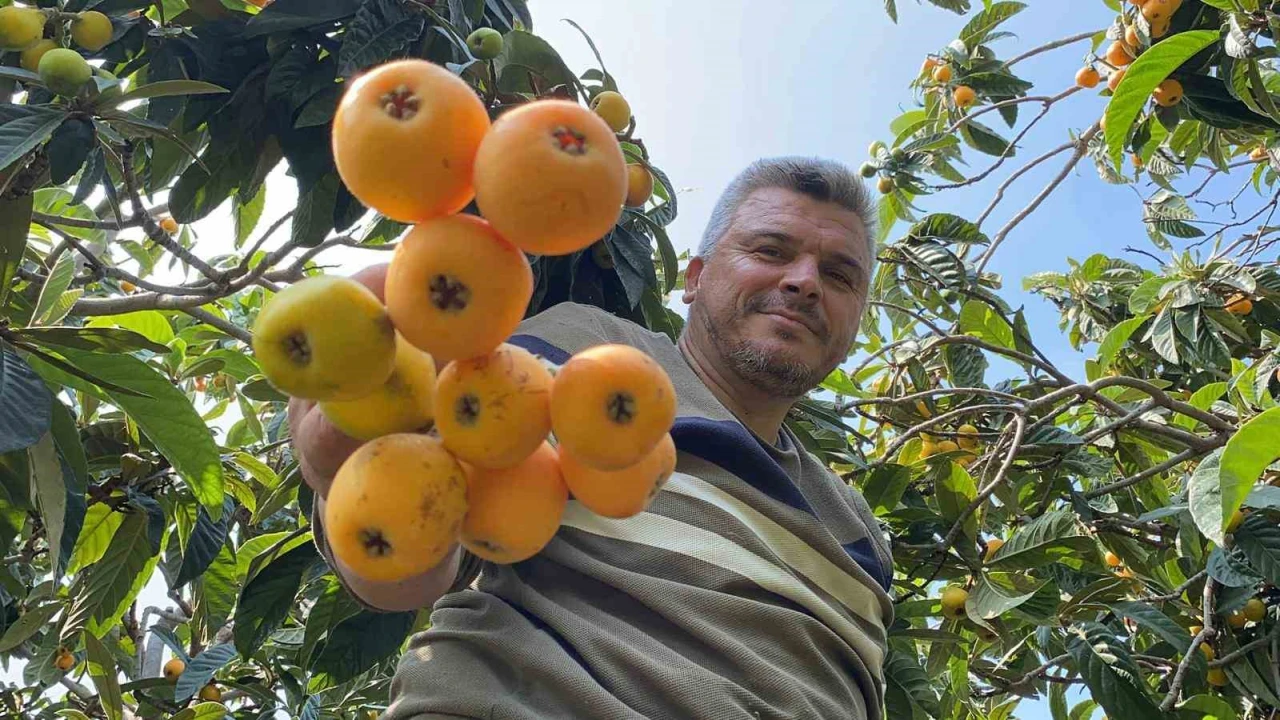 Sarı altın yenidünyada hasat başladı: İç pazara 50-100 TLye, dış pazara 4 dolara gönderiliyor