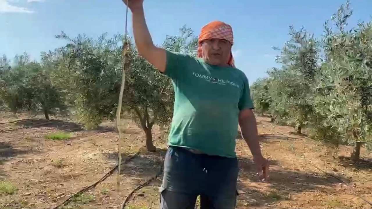 Serada karpuz toplarken yılanla burun buruna geldi