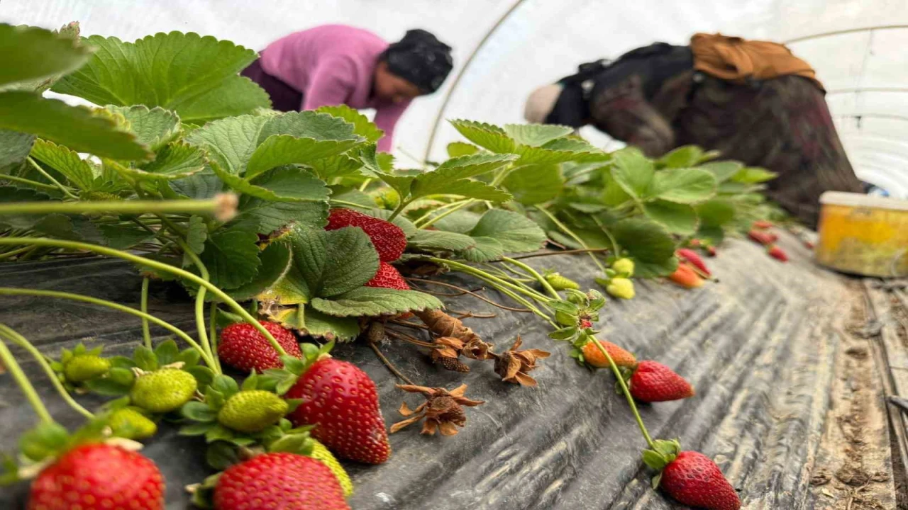 Tarla ile market rafları arasındaki farka üretici bile inanamıyor