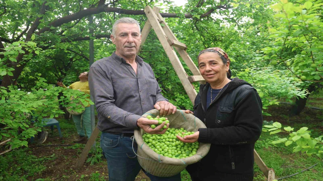 Turfanda can eriği Avrupa ülkelerine ihraç ediliyor