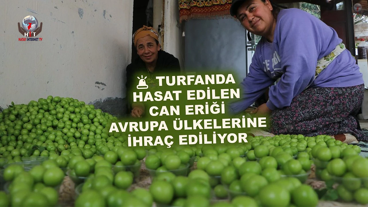 Turfanda can eriği Avrupa ülkelerine ihraç ediliyor