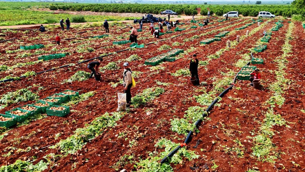 Turfanda patateste hasat başladı