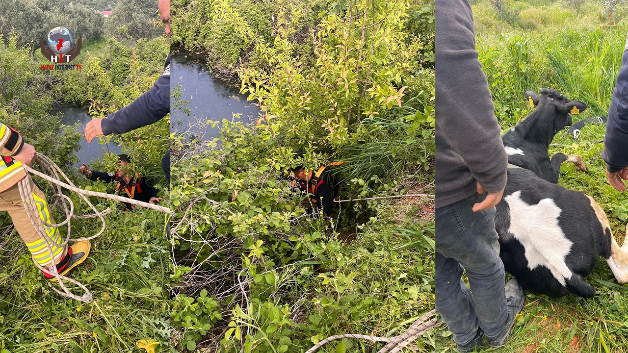 Yayladağı’nda gölete düşen ineği itfaiye kurtardı