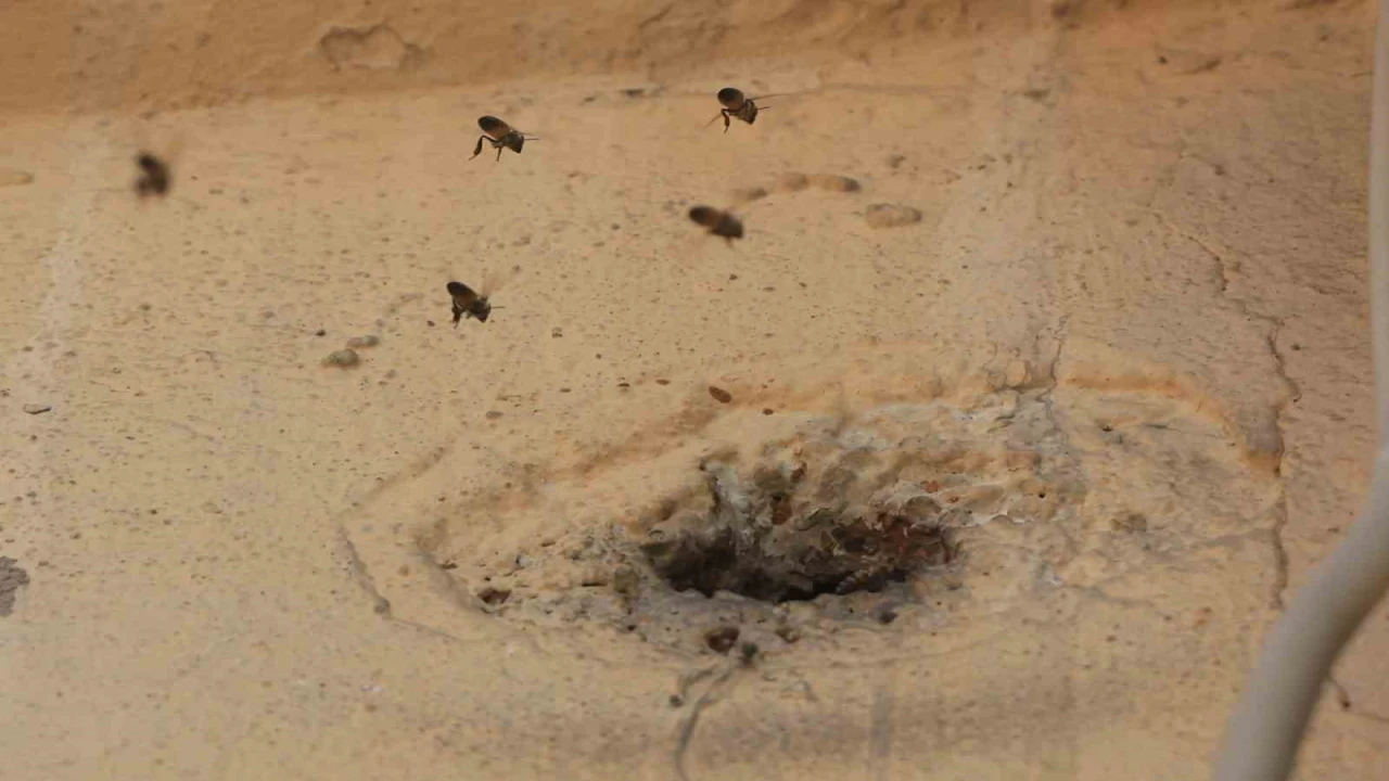 Yıllardır mahalleyi mesken tutan arıları çocukların attığı taş kızdırdı