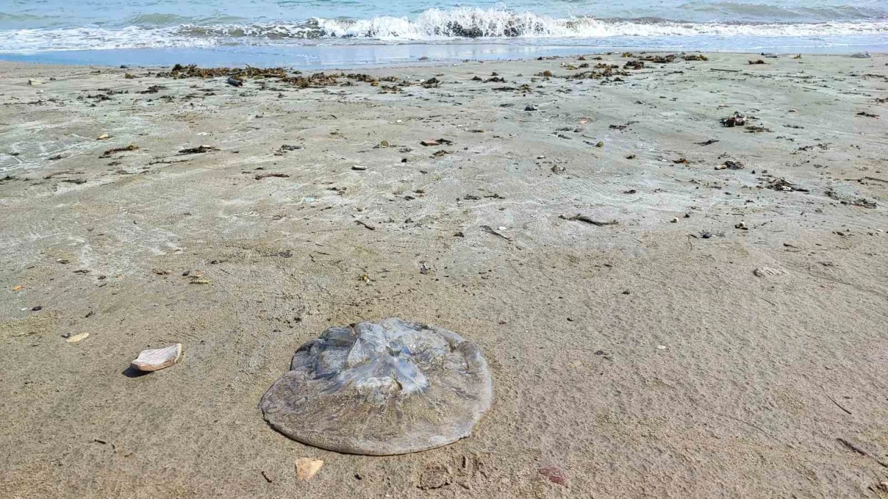 Yumurtalık sahilini denizanaları sardı