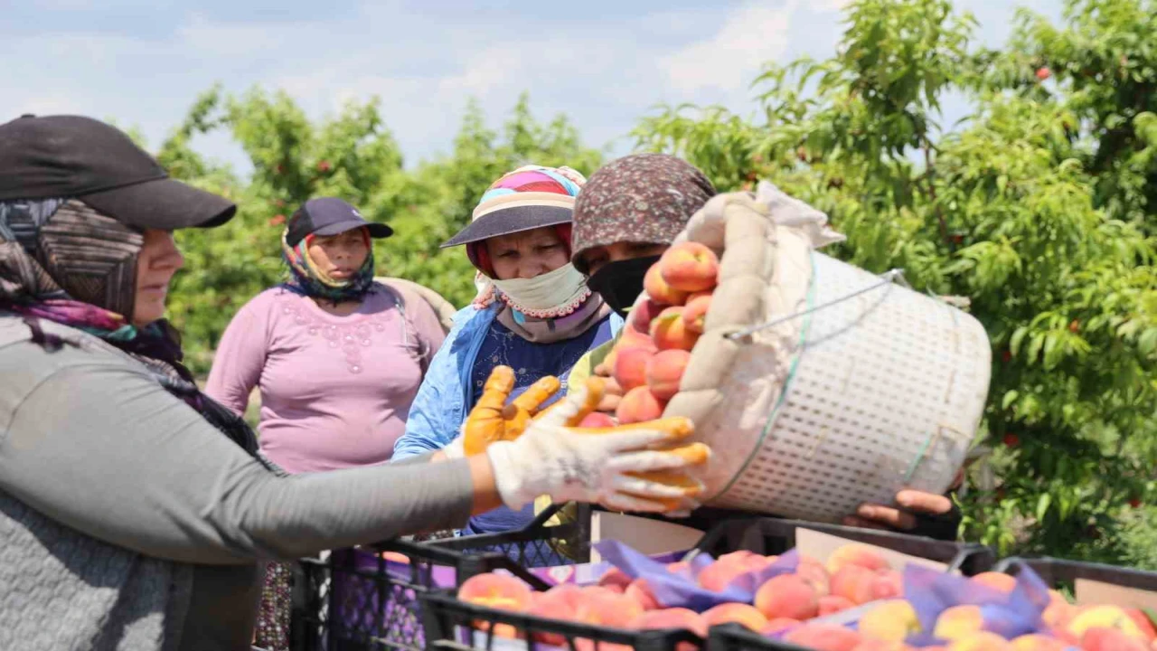 Adanada erkenci şeftali hasadı başladı: Bahçede kilogramı 10-20 TL