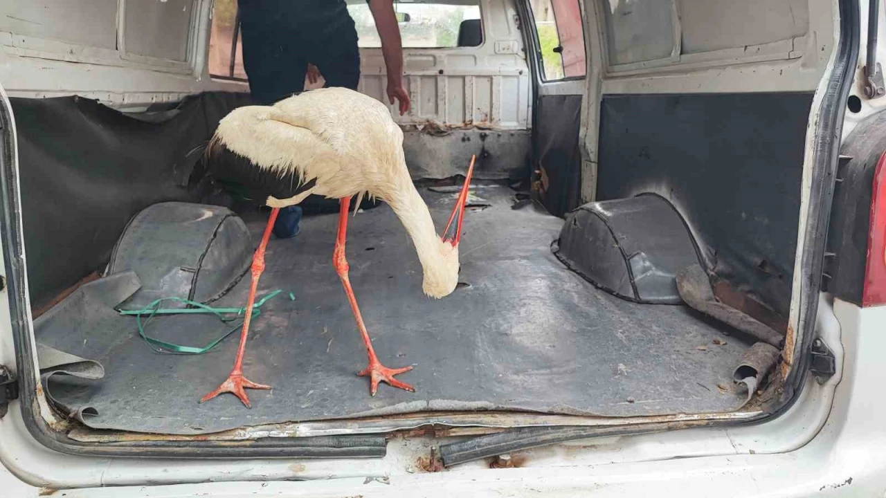 Adanada yaralı leyleğe vatandaş sahip çıktı