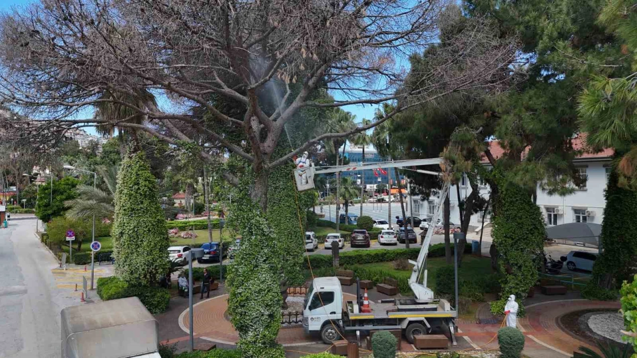 Alanyada Akdeniz çam kabuk böceğine karşı ortak mücadele başlatıldı