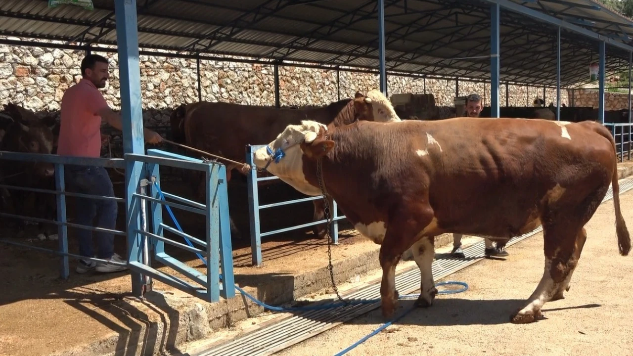 Alanyada kurban pazarının gözdesi 1 ton 200 kilogramlık dana 450 bin TLye alıcı buldu