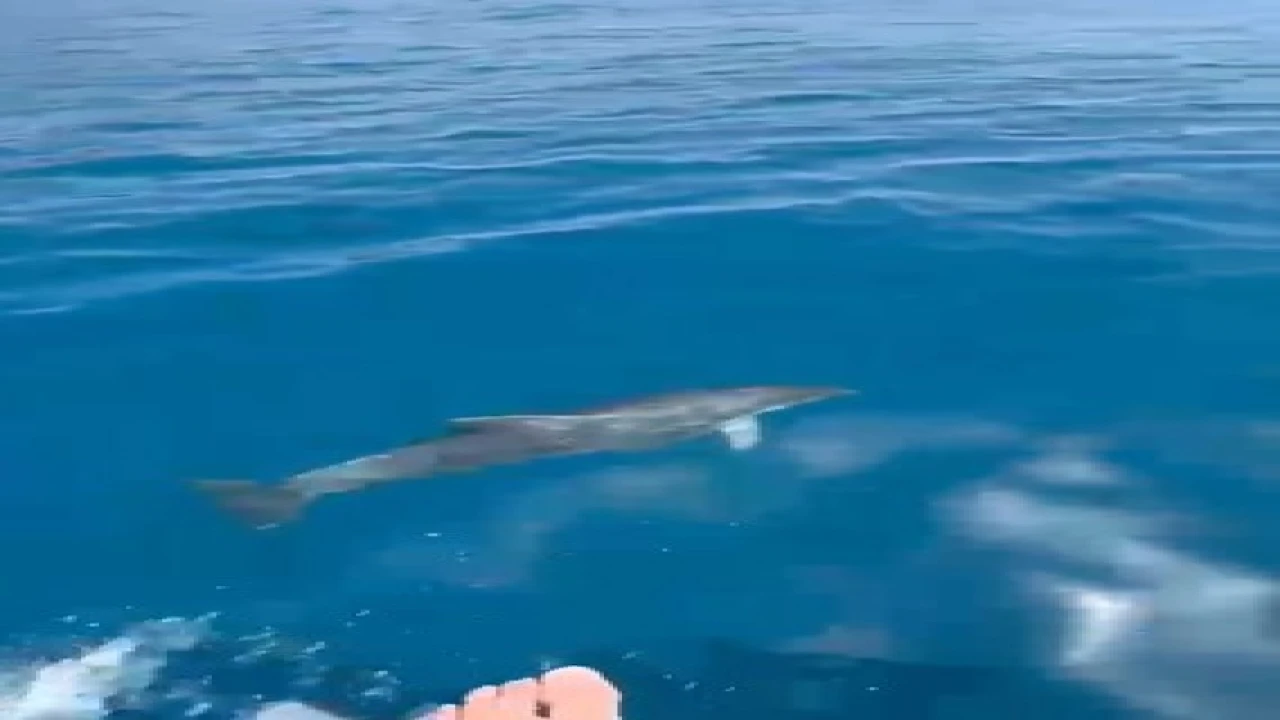 Alanyada yunusların gösterisi turistleri hayran bıraktı