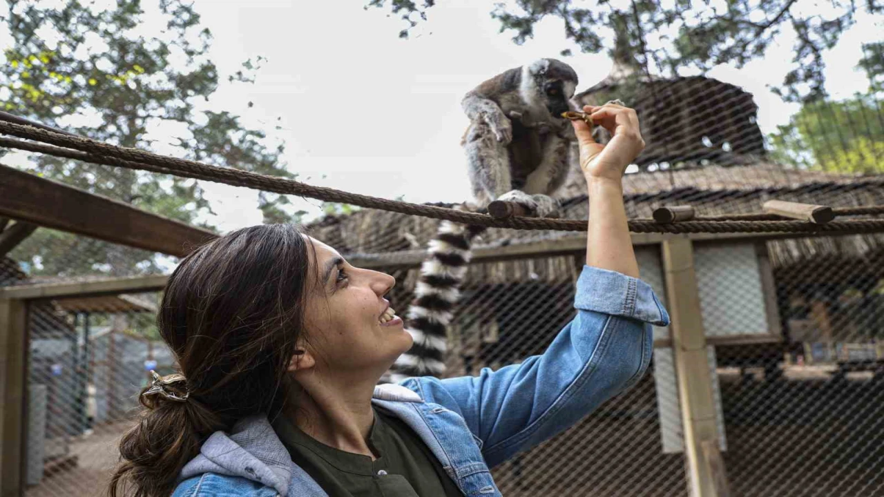 Antalya Doğal Yaşam Parkında yavru lemur sevinci