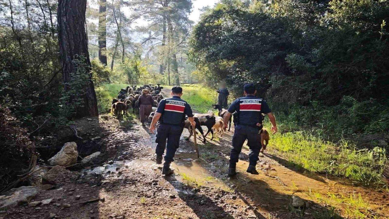 Antalyada sürüden ayrılıp kaybolan 41 keçi jandarma tarafından bulundu