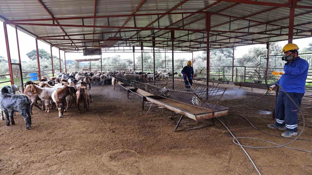 Büyükşehirden ahırlarda karasineğe karşı mücadele