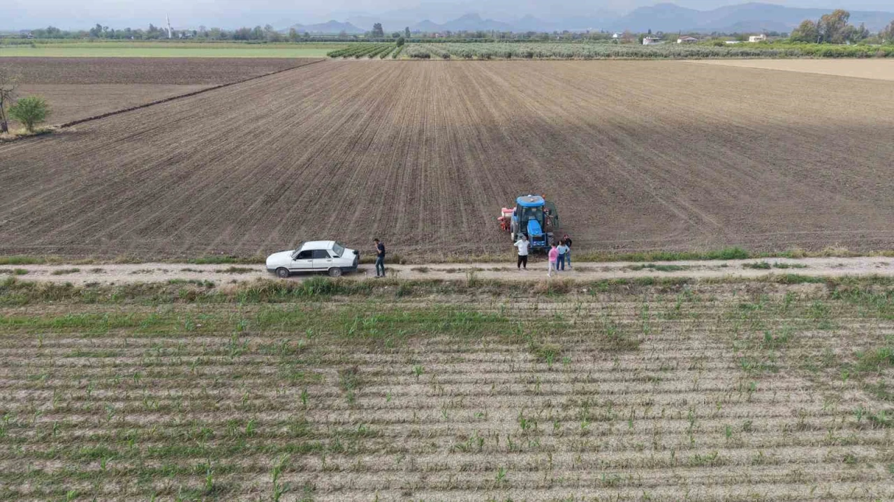 Çukurovada arazilerini dolu vuran üretici mısırı söküp ayçiçeğine yöneldi